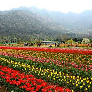 PHOTOS: Asia's largest tulip garden in full bloom