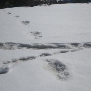 Army claims to have spotted footprints of 'Yeti'