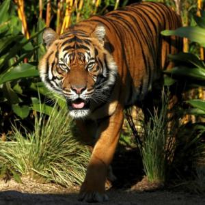 Tiger walks record 1,300 km for mate and prey