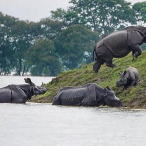 Assam flood: 90% of Kaziranga National Park submerged