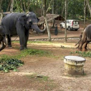 Inside India's first ever elephant rehab centre
