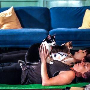 It's purrfect! Yoga with cats