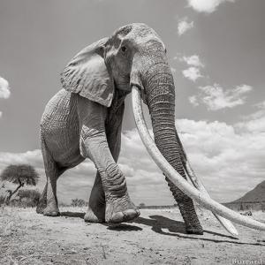 PHOTOS: Incredibly rare 'Elephant Queen' in Kenya