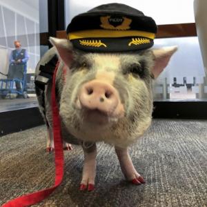 Meet LiLou, the pig who's helping out air passengers