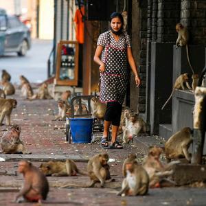 SEE: Animals explore cities during COVID-19 lockdowns