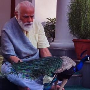 SEE: Modi posts video of him feeding peacocks