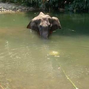 Not Indian culture: Govt on elephant's killing
