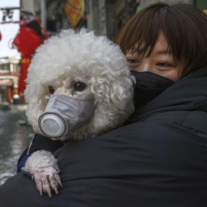 Pet dog first human-to-animal coronavirus case