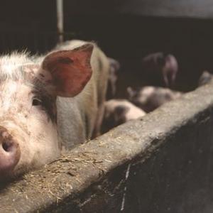 African Swine Flu detected in India; 2,500 pigs dead