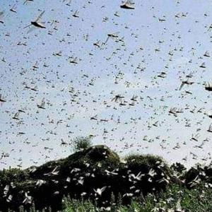 Ops to clear locusts swarms in UP, Maha farmers warned