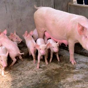 Strain of coronavirus in pigs can jump to humans