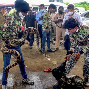 10-ft-long python rescued in Mumbai; video goes viral