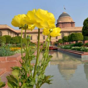 PIX: Buds are blooming at Rashtrapati Bhavan