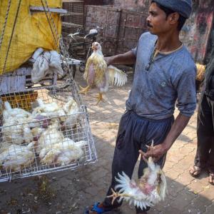 No report of bird flu transmission to humans: Giriraj