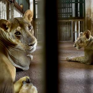 Lioness in TN zoo dies of Covid, 9 others infected