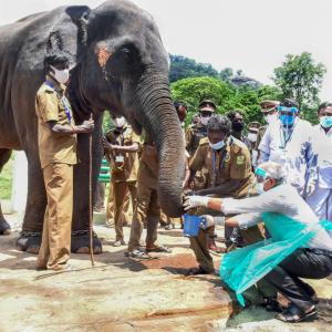 PHOTOS: Elephants get tested for COVID-19