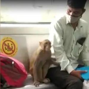 SEE: Monkey takes a 'ride' in Delhi Metro train