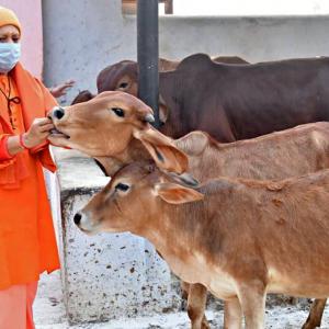 UP: Oximeters, thermal scanners for cows in gaushalas