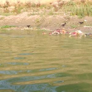 Suspected Covid bodies found floating in Ganga, Yamuna