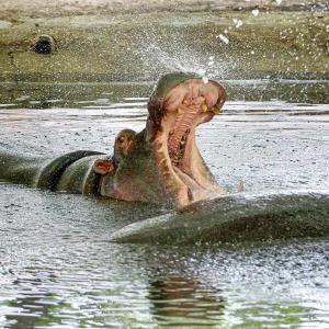 Yeh Hai India: Hippos Get Hot Too!