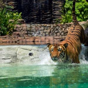 Beat The Heat Like The Tiger