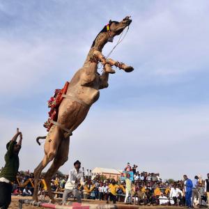 Seen Camels Perform Stunts?