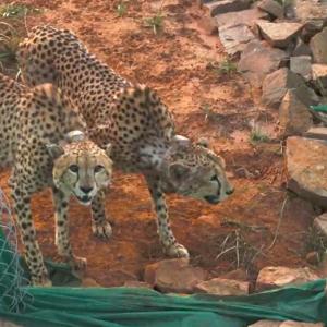 When will cheetah safari start in Kuno? MP CM reveals