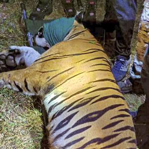Maha: 'Conflict tiger' that killed 13 people captured