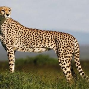 1st batch of S African cheetahs may reach India in Oct