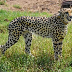 SEE: Namibian cheetah's first moments on Indian soil