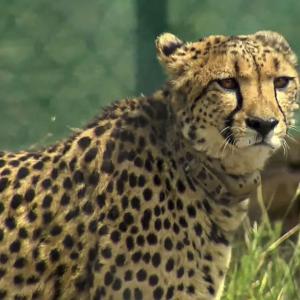 All cheetahs in good health, experts keep close watch