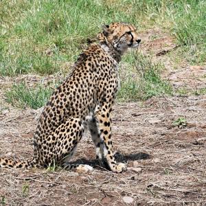 Kuno cheetah strays into nearby village