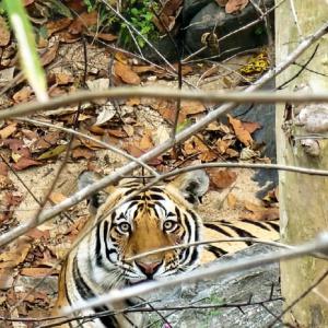 Tiger count drops in Western Ghats: Report