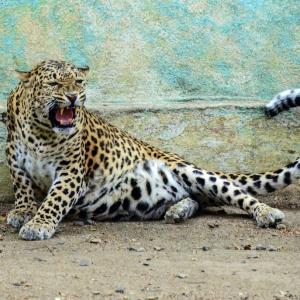 MP: Locals try to ride on ailing leopard, take selfies
