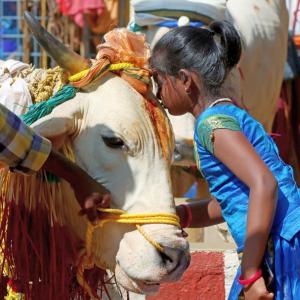 Celebrate 'Cow Hug Day' on Feb 14: Govt