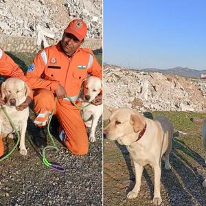 Romeo and Julie, NDRF's heroes behind Turkey rescue
