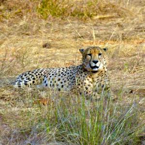 12 cheetahs from South Africa en route to India