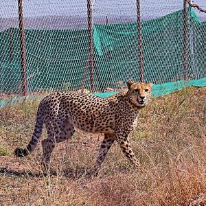 12 S African cheetahs land, to be released in Kuno