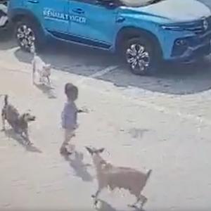 4-yr-old mauled to death by stray dogs in Hyderabad