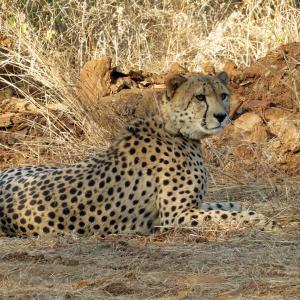 Vets, African experts to examine Kuno cheetahs