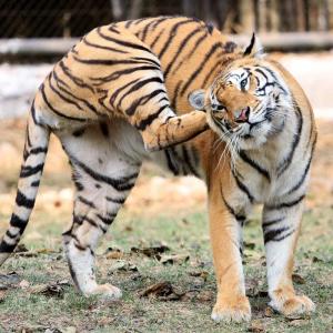 What Does A Tiger Do When It Feels Itchy?
