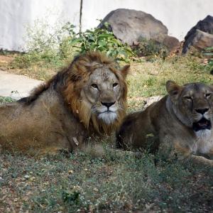 Avoid naming animals as Sita, Akbar: Calcutta HC over safari park row