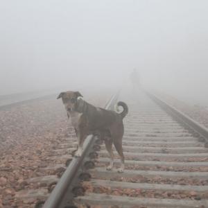 Dense fog persists over north India, rail traffic hit