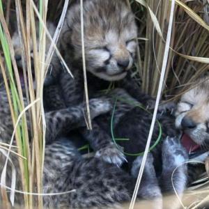 Namibian cheetah 'Jwala' gives birth to 3 cubs in Kuno