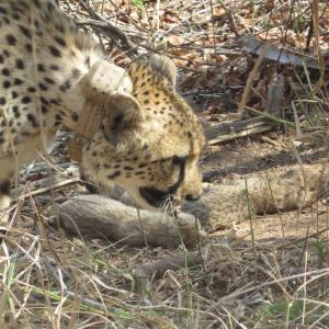 African cheetah gives birth to 5 cubs in Kuno; big cat count rises to 26