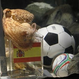Octopus Paul predicts Spain will win Cup final