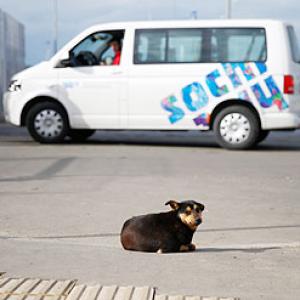 IOC says no 'healthy' dogs being killed in Sochi