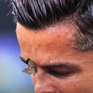'Messi' moth buzzing around Ronaldo breaks Twitter
