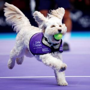 PIX: Fetch! Adorable canines play 'ball dogs' at London tennis event