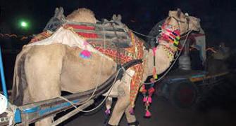 Travel: Snapshots from India's largest camel fair